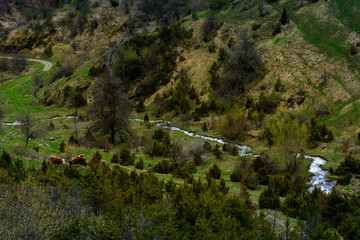 Mountain landscape with cows and river