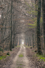 Chemin au travers d'une forêt