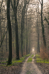 Obraz premium Chemin forestier