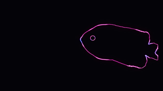 Beautiful outline of Kissing gourami (Helostoma temminckii), also known as the kissing fish, with neon lighting. animal outline with neon light effect isolated on black background.