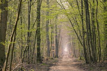 Fototapeta premium Chemin sauvage dans la forêt