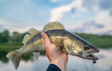 Zander fishing. Walleye fish in fisherman hand at river