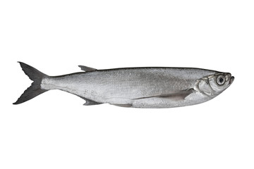 Sabrefish. Alive chekhon chehon fish isolated on white background