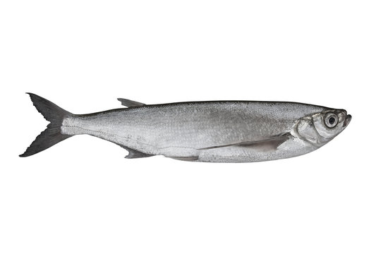 Sabrefish. Alive chekhon chehon fish isolated on white background