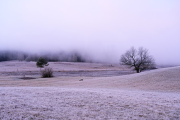 Obraz na płótnie Canvas Heavy winter fog above an old oak