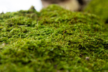 Old forest. Hut and moss.