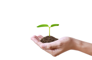 Human hands holding sprout young plant