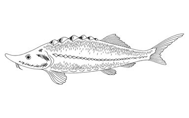 Sturgeon fish graphic black white isolated illustration vector