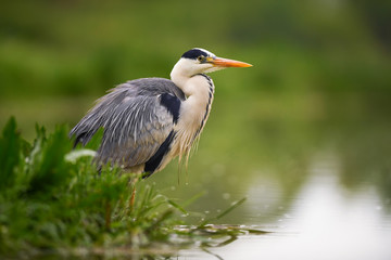 Grey Heron - Ardea cinerea, large common gray heron from lakes and rivers, Hortobagy, Hungary.
