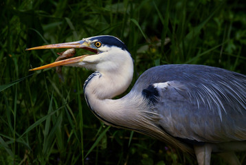 Grey Heron - Ardea cinerea, large common gray heron from lakes and rivers, Hortobagy, Hungary.