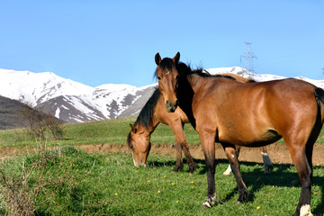 Obraz premium Couple of horses graze on rural mountine pasture in morning