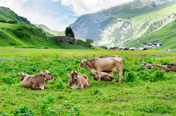 Cows on the green alpine pasture high in the mountains.