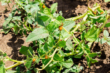 Close up of many Colorado bugs eating potato leaves in the field. Protect your harvest concept