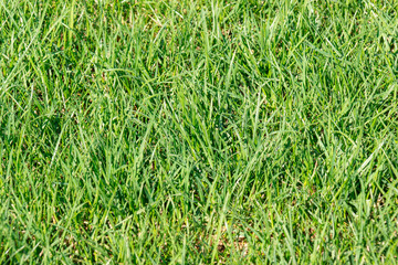 Beautiful view of fresh green grass