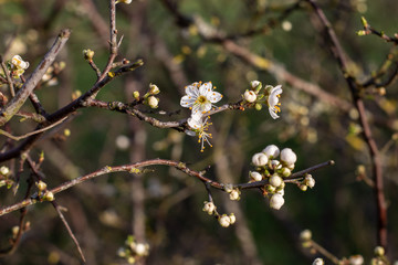 auibépine