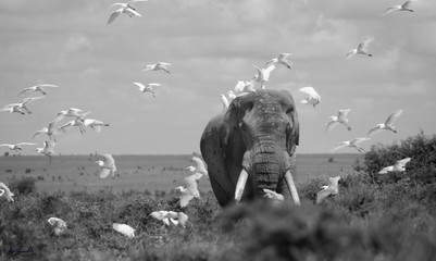 Amboseli Elephant