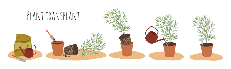 Vector flat images of indoor plants in pots at different stages of transplantation. Transplant method. Isolated objects on white