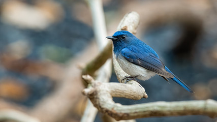 Hainan Blue Flycatcher perching on liana looking into a distance