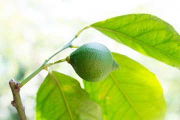 Close up of growing green unripe lemon on the tree in the garden