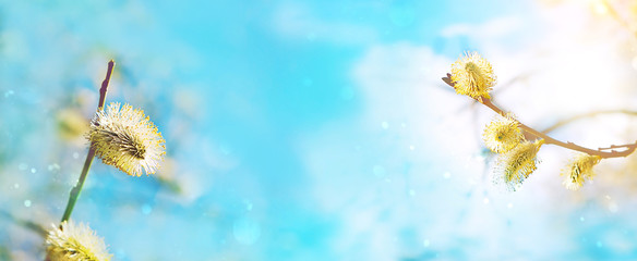Spring season background. blossom pussy willow branch in sunlight. banner, copy space