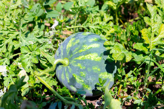 Close up fresh ripe watermelon growing in the sunlight in the vegetable garden