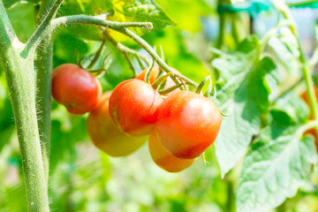 Close up of red ripe tomatoes growing on the plant in the sunlight in the garden
