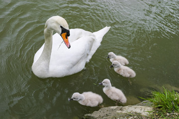 Cygne adulte et ses petits