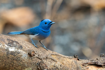 Colorful bluish Black-naped Monarch perching on a tree trunk looking into a distance
