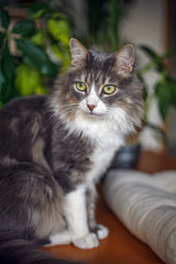 Chat gris et blanc