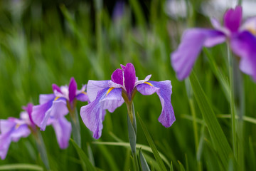 Blue violet iris flowers in green