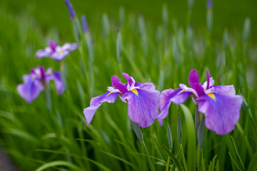 Blue violet iris flowers in green