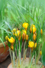 yellow crocus in home garden. Crocuses springtime flowers. Spring season concept. domestic gardening. 
