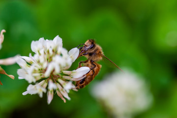 Bee with white clover flower