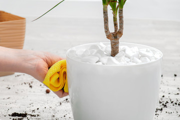 Care for indoor plants. Houseplant transplant. Girl wipes a flower pot.
