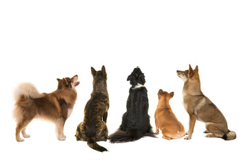 Various breeds of dogs looking up seen at the back side isolated on a white background