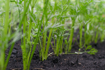 Rows of eco young carrot plants in spring garden