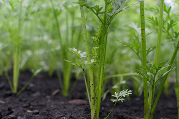 Fototapeta premium Rows of eco young carrot plants in spring garden