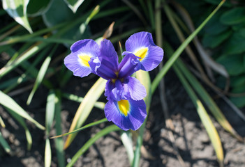 Macro shot of beautiful blue iris flower closeup
