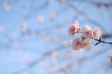Japanese spring cherry blossoms on a sunny day