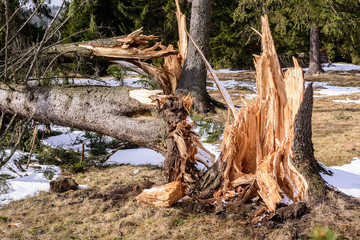 Broken spruce tree trunk in a forest.  Broken tree after the storm.