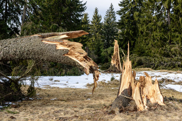 Broken spruce tree trunk in a forest.  Broken tree after the storm.