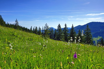 Bergwiese, Feuchtgebiet, Hochmoor in den Alpen