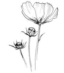 Obraz premium Field flower kosmeya drawn lines on a white background by hand, Large Daisy petals, thin stems and the flower Bud, the item to be printed.