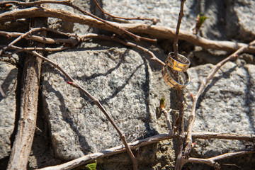 Wedding rings on the background of the vine, wedding photo