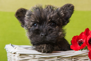 Cairn Terrier puppy dog with red poppies flowers