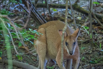 Wallabies on the beach/grass in Cape Hillsborough Queensland Australia
