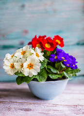 Decoration with spring primula flowers. 