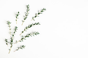 Eucalyptus leaves on white background. Pattern made of eucalyptus branches. Flat lay, top view, copy space © Flaffy