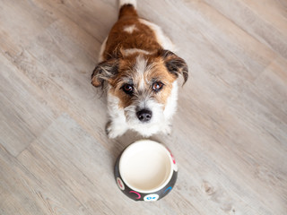 Kleiner hungriger Terrierhund  sitzt vor einem leeren Hundenapf, Tierthema