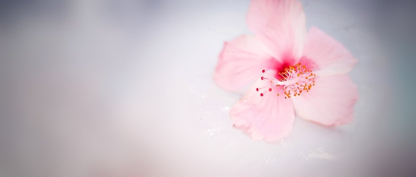 pink flower on a white background